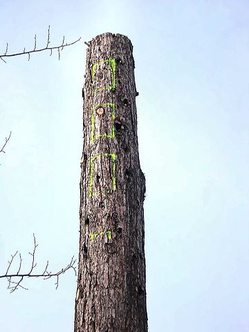 interventionsequoia02.jpg
