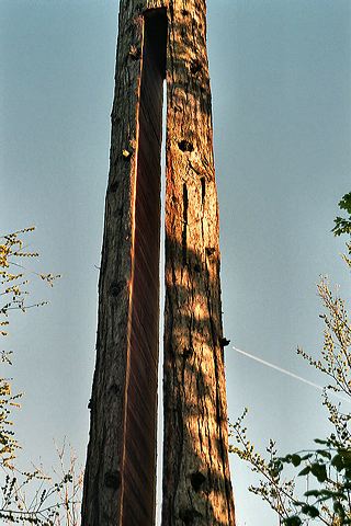 sequoia04.jpg