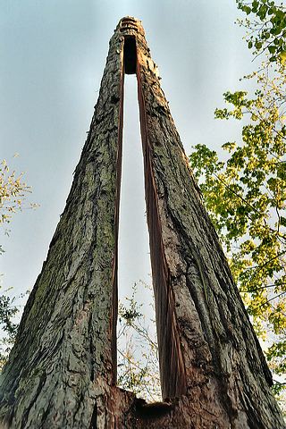 sequoia06.jpg